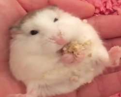 Zhou had adopted a cute rat whom she named Fluffie. Fluffie passed away in August 2018 Zhou had adopted a cute rat whom she named Fluffie. Fluffie passed away in August 2018.